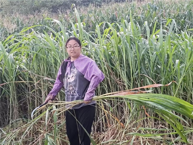 西南石油大学石油与天然气工程学院“情融乐至·油暖万斤”暑期社会实践队赴资阳市乐至县万斤沟村深入田间地头助农劳作